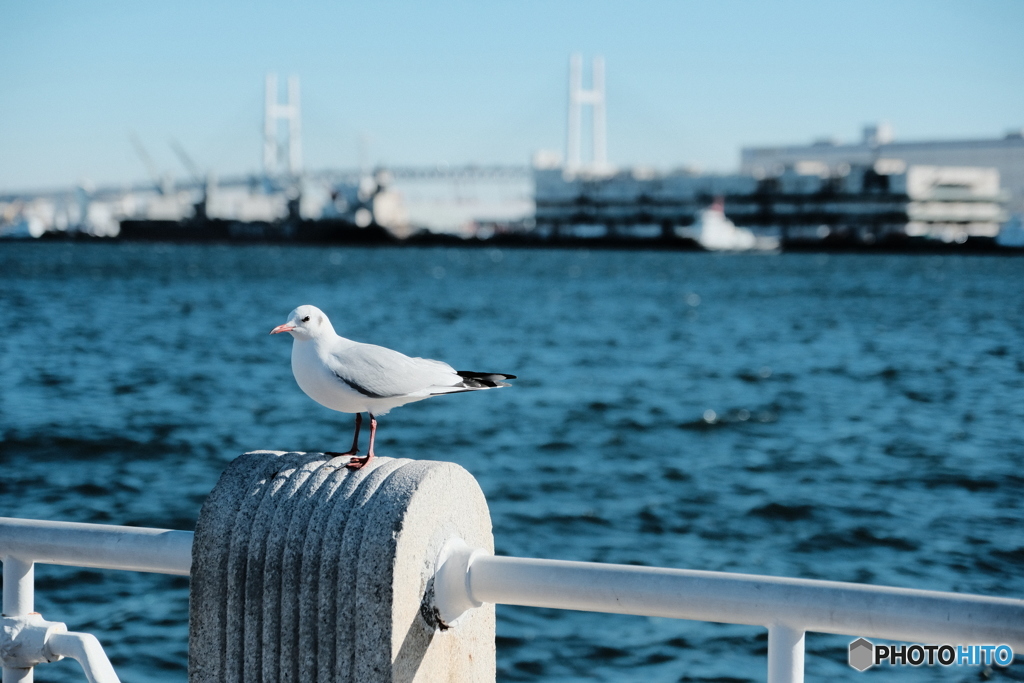 横浜散歩⑤