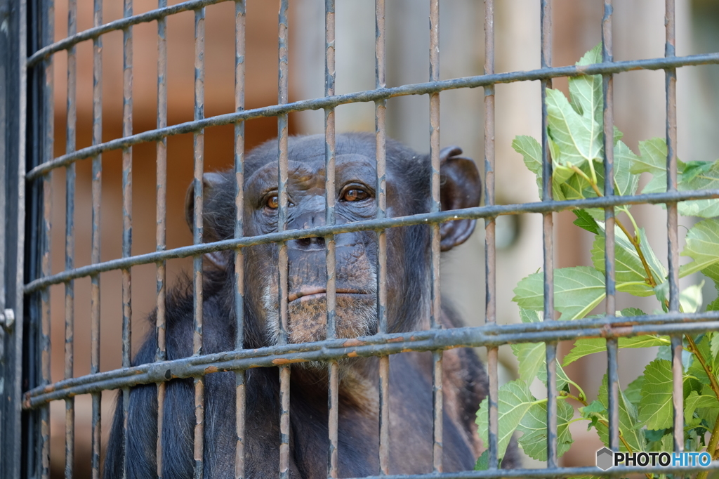 野毛山動物園④