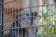 野毛山動物園④