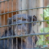 野毛山動物園④