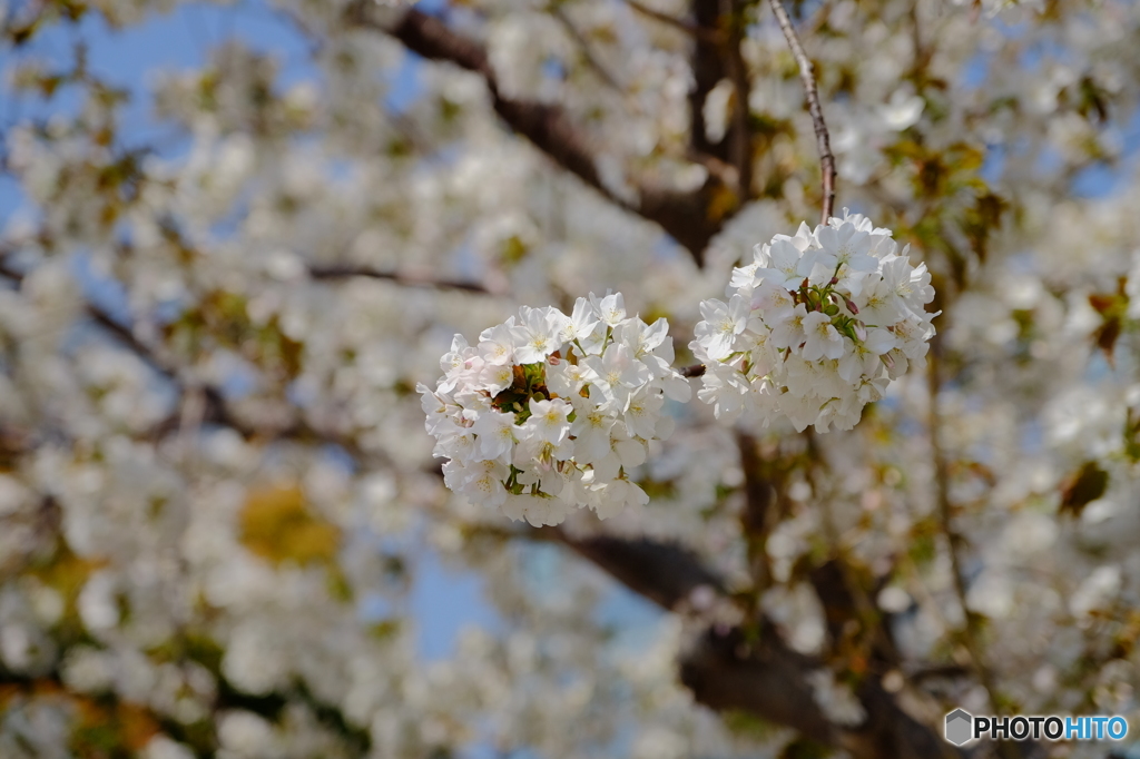 みなとみらい桜②