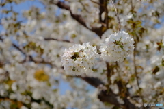 みなとみらい桜②