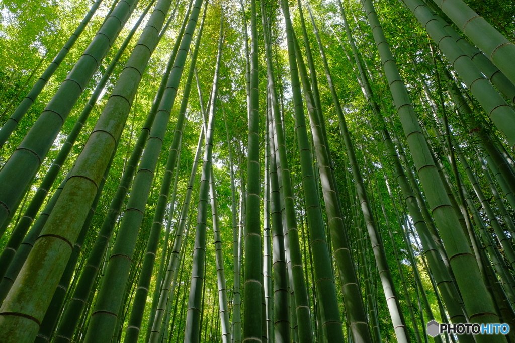 癒しの竹林