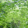 明月院の癒し