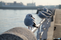 山下公園のカモメ