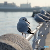 山下公園のカモメ
