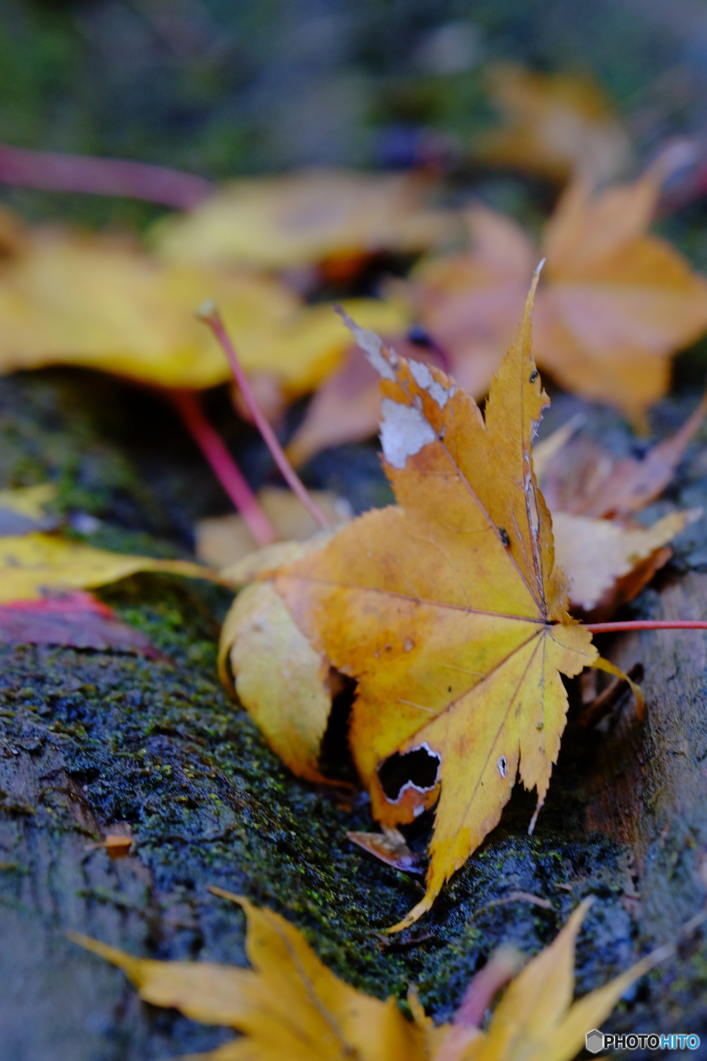 横浜紅葉⑧
