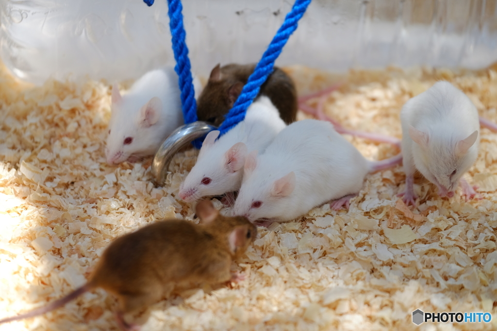 野毛山動物園⑤
