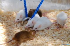 野毛山動物園⑤