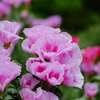 明月院の紫陽花④