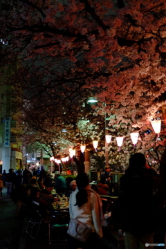 大岡川桜祭り④