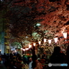 大岡川桜祭り④