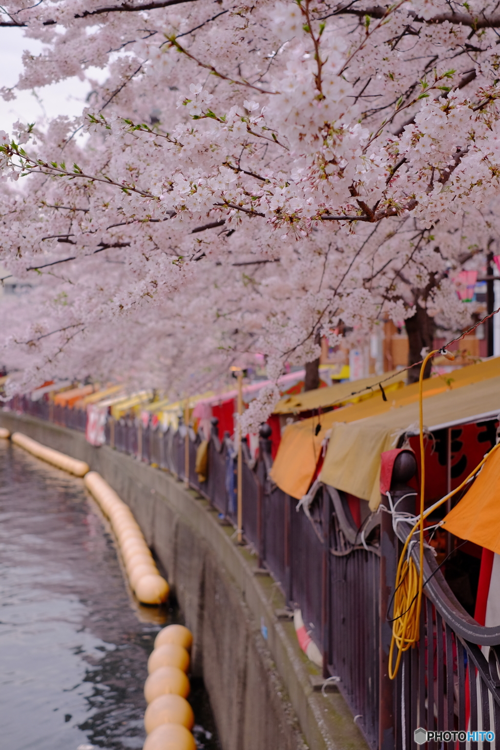 大岡川桜③