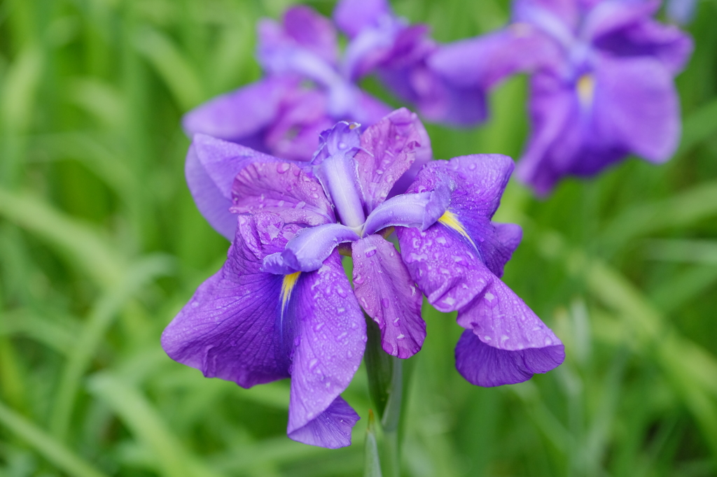 明月院の紫陽花②