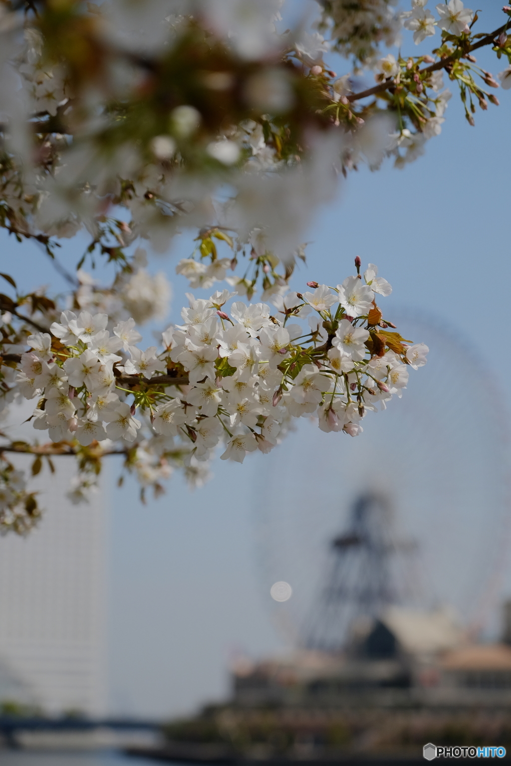 みなとみらい桜③