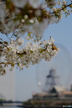 みなとみらい桜③