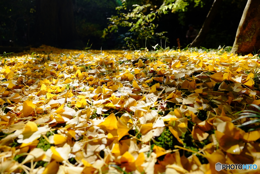 横浜紅葉⑨