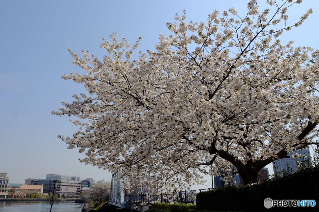 みなとみらい桜⑤