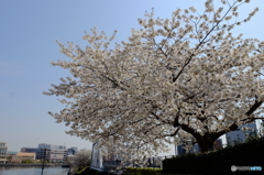 みなとみらい桜⑤