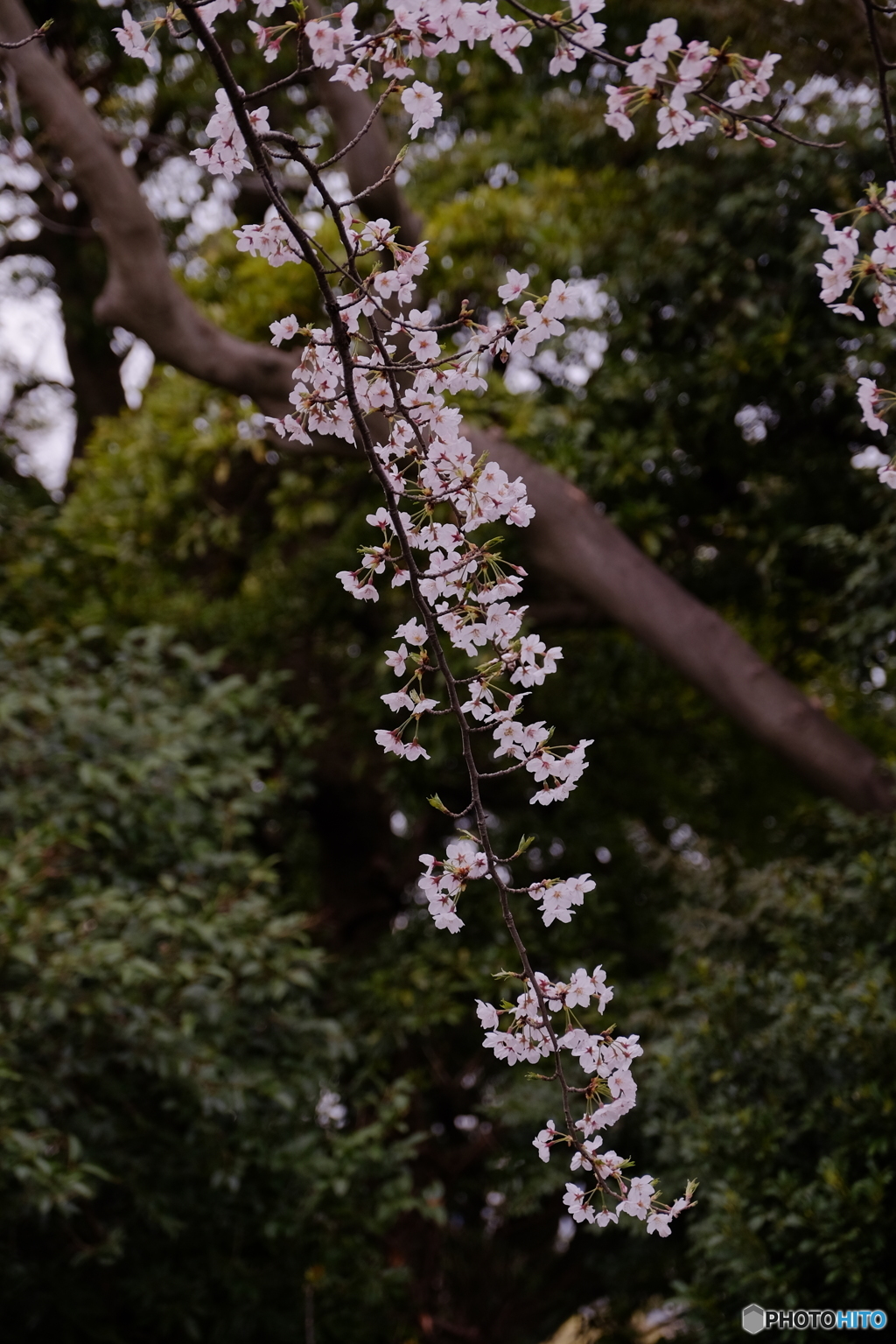 桜⑤