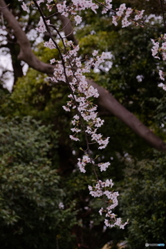 桜⑤