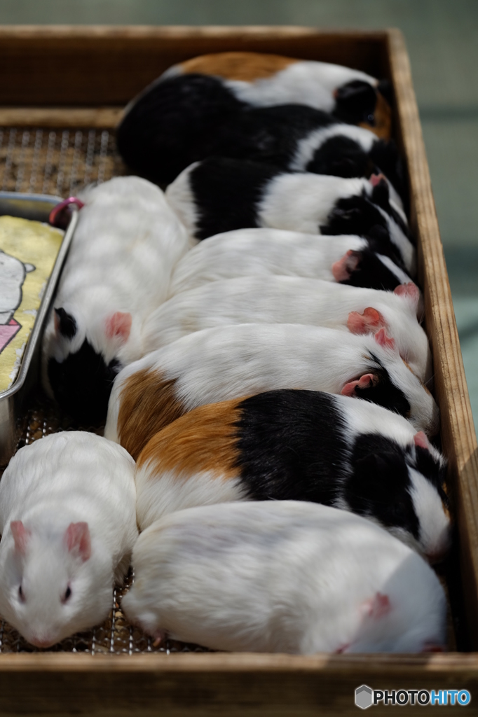 野毛山動物園⑥