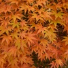 紅葉狩り