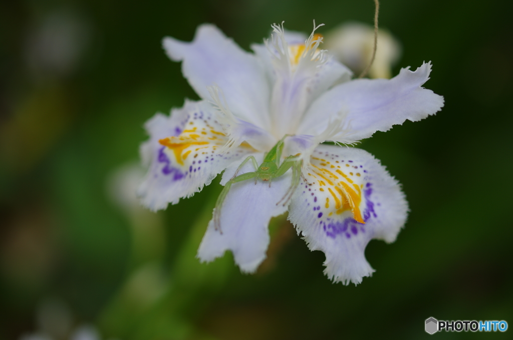 Iris japonica