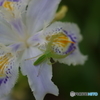 Iris japonica