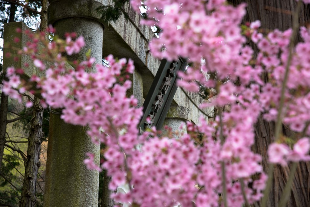 五所神社の春