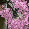 五所神社の春