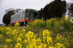 春のスイカ列車