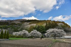里山の春（１）