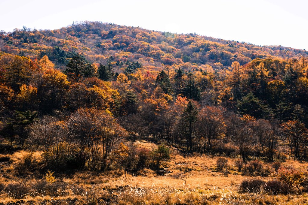 古峰ヶ原の紅葉