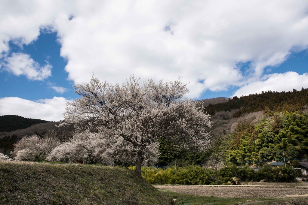 里山の春（２）