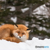 red fox