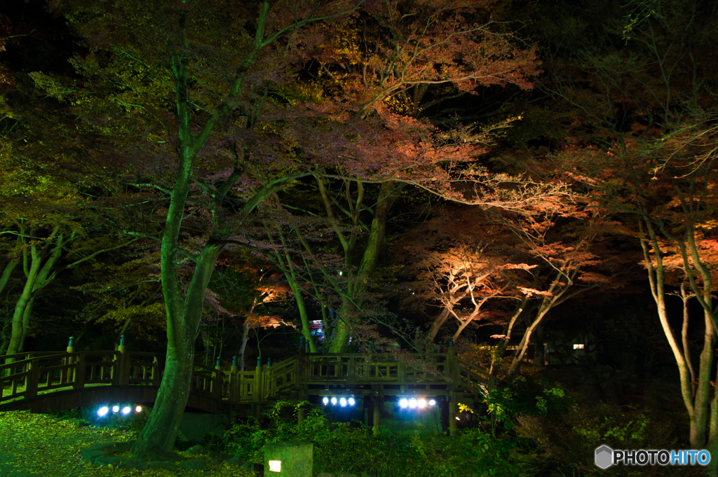 熱海梅園　ライトアップ③