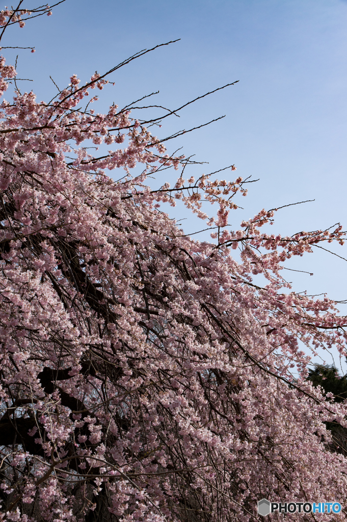 枝垂桜
