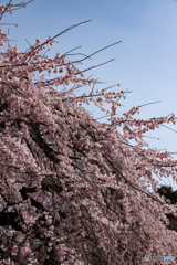 枝垂桜