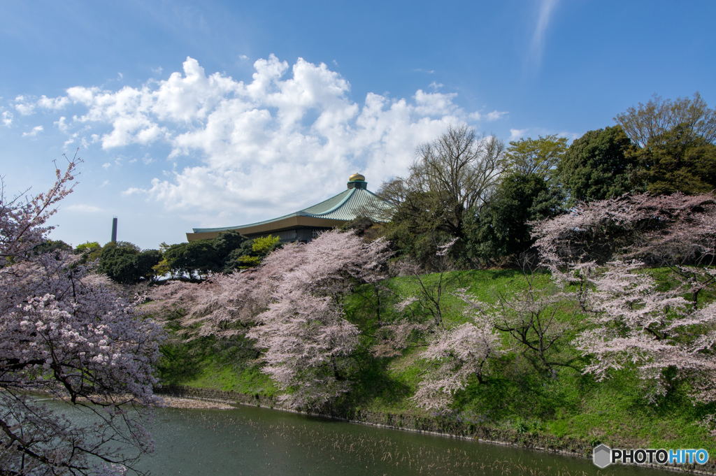 武道館と桜