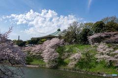 武道館と桜