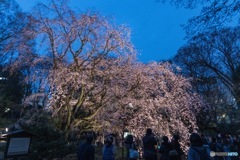 全景2 枝垂れ桜