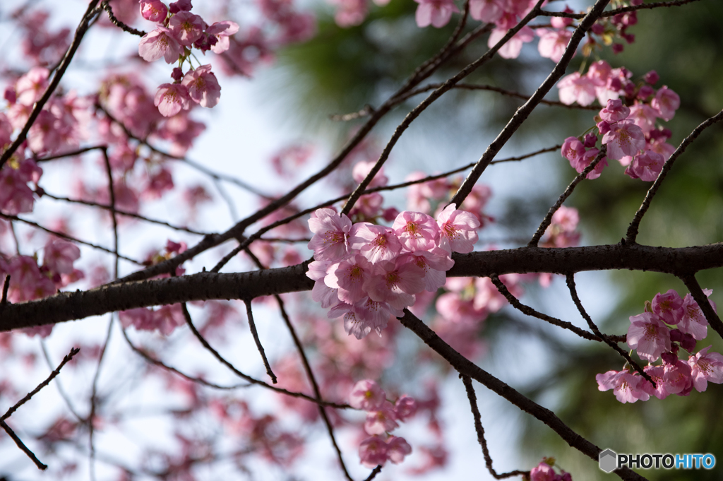 桜