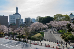 田安門前の桜