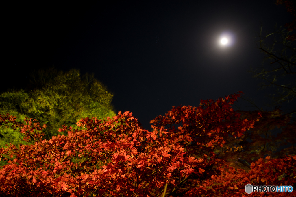 月と紅葉