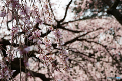 枝垂桜