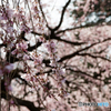 枝垂桜