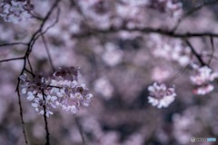 枝垂れ桜