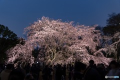 全景 枝垂れ桜