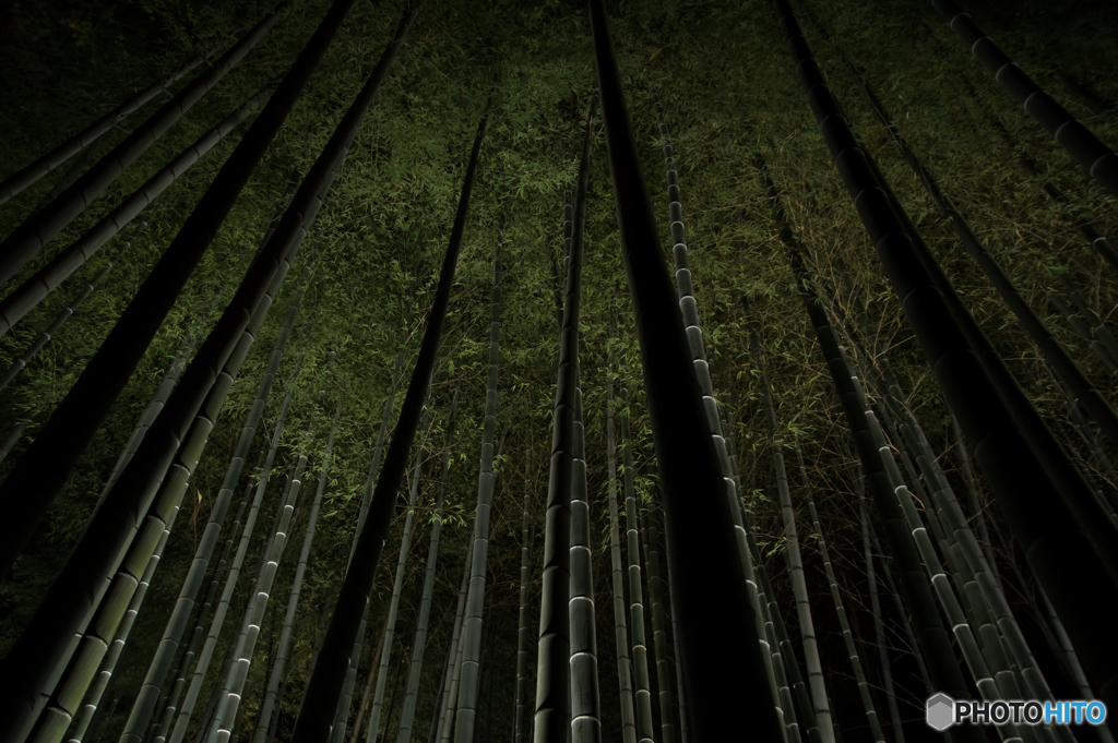 青蓮院・竹林（ライトアップ）
